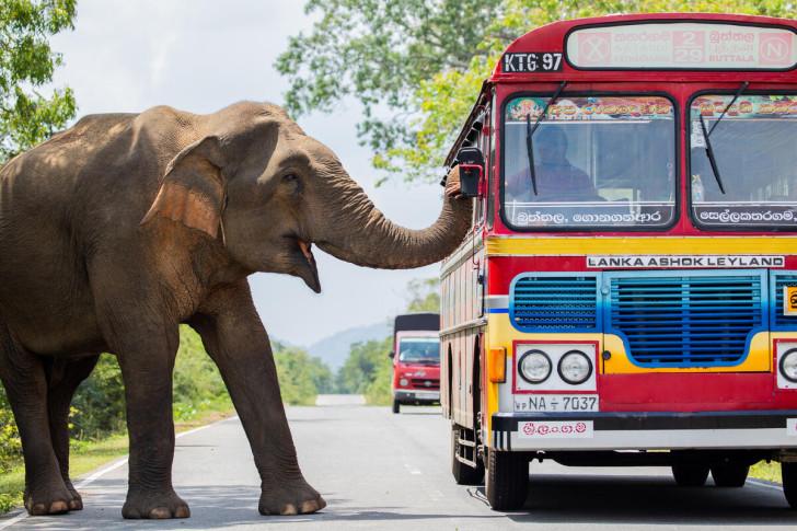 Un éléphant réclamant de la nourriture à un conducteur de bus sur une route